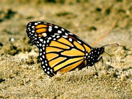 Monarch Butterfly Picture